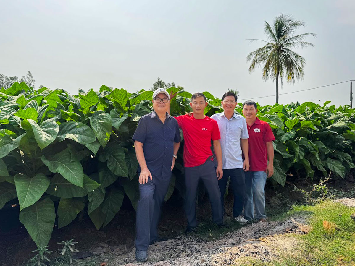 mibica-commodities-images-activities-tobacco