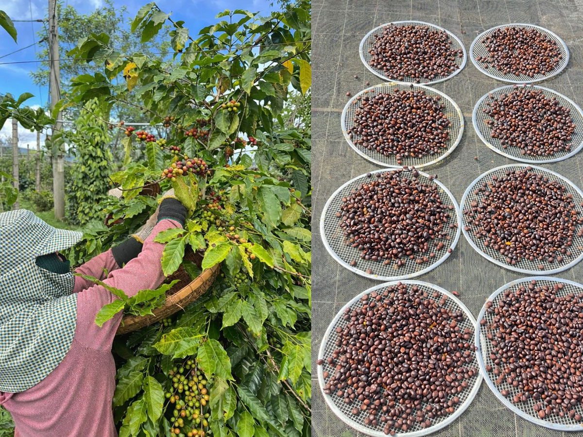 mibica-commodities-coffee-product-image