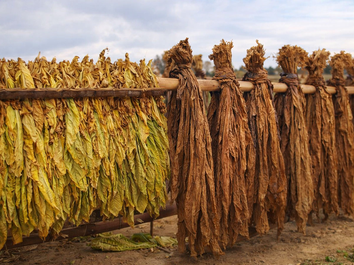 mibica-commodities-tobacco-product-image